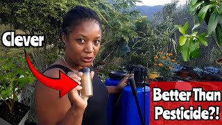 She Makes Her Own Pesticide From Vegetables She Grow In Her Container Garden ||Too Clever!