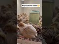 Нереально милі перепілки😍 кури курчата chicken funny город animal півень інкубатор chick