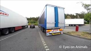 Transportinspectie legkippen van Nederland naar Polen