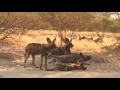 Mana Pools Safari Lodge promo