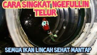 Begini Cara Breeder agar female biar Full Telur dengan Cepat