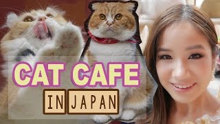 CAT CAFE in JAPAN 猫カフェ♥︎