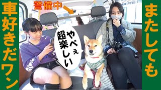 6代目ワンコもやはり車が好きだった＝！【甲斐犬・柴犬】