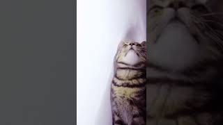 ¡Este Gato Tiene Superpoderes! 🐾 Detector de la Naturaleza 🌿