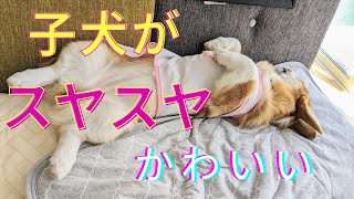 コーギー子犬の寝姿に心癒される Corgi Puppy's Sleeping Pose: The Ultimate Relaxation