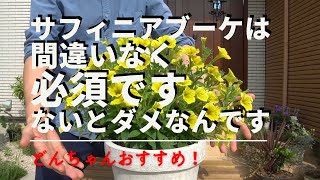 お花好きなら避けて通ってはダメ！サフィニアブーケ【園芸】