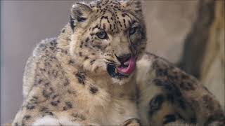 シジムは雪がよく似合います（円山動物園　ユキヒョウのシジム）#snowleopard #leopard #bigcat