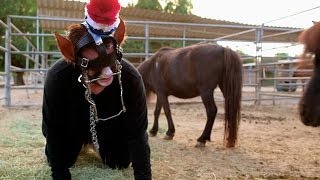 Addicted to Pony Play | My Strange Addiction