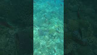 🏝️沖縄の楽園 水納島でシュノーケリング🌊