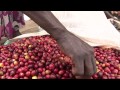 export trading group etg corporate engagement of african smallholder farmers