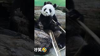 圓圓翹腳吃竹竿好搞笑😆 #panda #パンダ #taipeizoo #shorts