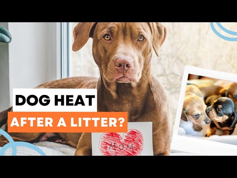 Can a dog go into heat 8 weeks after having puppies?
