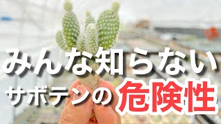 【多肉植物】 知っておきたいサボテンの扱い方　ミニサボテンで寄せ植えの可愛さアップ間違いなし ＃多肉＃多肉植物＃多肉の育て方