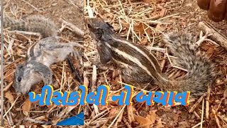 ખિસકોલી નો બચાવ || ખિસકોલી નો અવાજ @tilakrajvloger