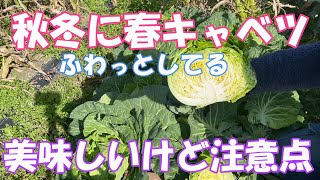 春系キャベツ　冬に作ってみました。美味しいけど取り扱いが少ないですよね～