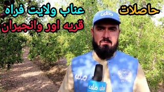 برنامه میهن من. از عناب ولایت فراه ولسوالی پشتکوه قریه اور وانجیران.