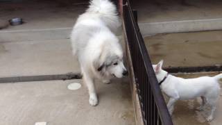 わんわん動物園 グレートピレニーズの六甲くん