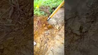 unique shovel for cleaning moss and soil on cement floors #shorts