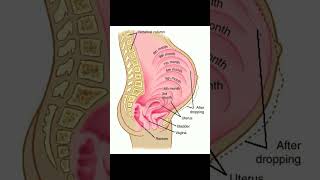 Pregnancy month by month  fetal development #pregnancy  #babygrowth #weekbyweekpregnancy