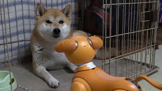 【しばわんこ日記】柴犬にかまってほしいロボット犬【aiboのモミジ】Robot dog appeals to dog. Shibe is bored.