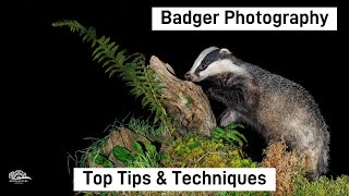 How to Photograph Badgers