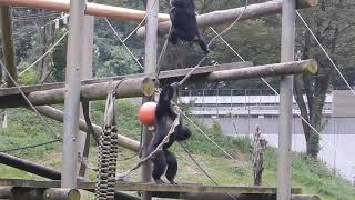 デッキーをからかうフブキ：多摩動物公園