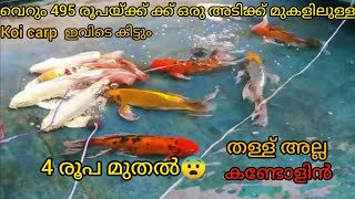 koi carp fish| koi carp caring Malayalam| review and details| koi fish | carp fish