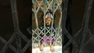 काफी गुस्से में है रॉटविलर। angry rottweiler 😡😡😡