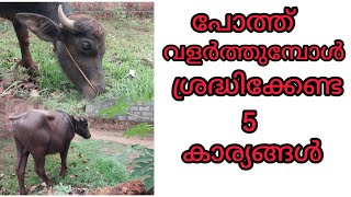 ഗതി പിടിക്കാത്ത പോത്ത് കർഷകർക്ക് വേണ്ടി  #BuffaloFarmingMalayalam#കാലിവളർത്തൽ#KeralaFarmers#ജൈവകൃഷി