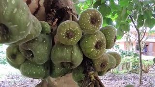 Ficus auriculata .അത്തി മരം. Fig tree