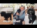 WE GOT A PUPPY | Bringing Home our New Cavapoo Puppy & Introducing our New Puppy to our Dog Lulu