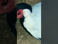 Mini zoo me ye bhi lana  (Shehr main dihat #short  #birds # animals# #petsvlog