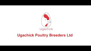 WHAT DO YOU KNOW ABOUT THE BEST POULTRY BREEDERS COMPANY IN UGANDA - UGACHICK?