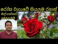 රෝස වගාවේ සියලුම රහස් All the secrets of rose cultivation හැමදාම මල් පිපෙන්න රෝස හදන්නේ මෙවිදිහට