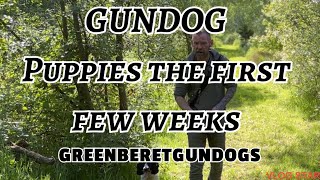 Working spaniel puppies | the first few weeks for your Gundog puppy
