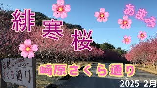 奄美大島　崎原さくら通り　緋寒桜　ドライブ　2025 2月11日 AMAMI