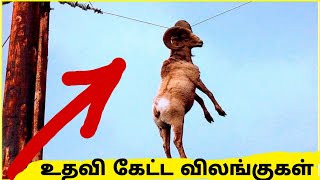 மனிதர்களிடம் உதவி கேட்ட விலங்குகள் / Animals that asked people for help / Tamil Display