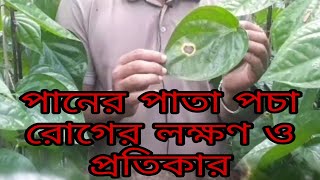 পান চাষ| পানের পাতা পচা রোগের লক্ষণ ও প্রতিকার|পানের রোগ ও প্রতিকার|পান চাষ পদ্ধতি|পান রোগ