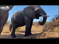 how to identify the biggest oldest female elephant in the herd this is setombe