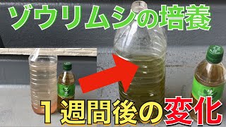 【ゾウリムシの培養】あれから１週間！果たして培養に成功したのか？！メダカの餌に最適！