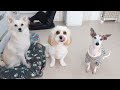 僕たち、私たちはミックス犬トリオです。　🐶ひみつきちなう！ 2🐶 キャバション ポメチワ ミックス犬 ポメラニアン チワワ トイプードル ビションフリーゼ マルチーズ 2022年4月25日