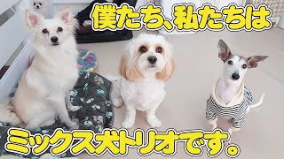 僕たち、私たちはミックス犬トリオです。　🐶ひみつきちなう！#2🐶  (キャバション ポメチワ ミックス犬 ポメラニアン チワワ トイプードル ビションフリーゼ マルチーズ) 2022年4月25日