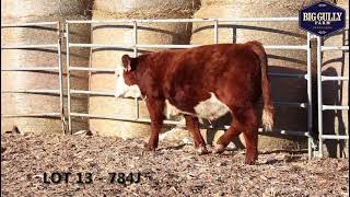 Lot 13: BIG-GULLY 203D WEST POINT 784J