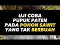 UJI COBA PUPUK PATEN PADA POHON SAWIT YANG TAK BERBUAH