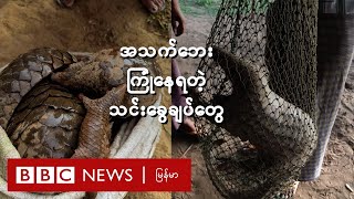 အသက်ဘေးကြုံနေရတဲ့ သင်းခွေချပ်တွေ - BBC News မြန်မာ