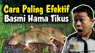 CARA PALING EFEKTIF BASMI HAMA TIKUS