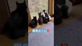 ネコと子ネコとおじさん　晩秋の窓際ニャルソック異常なーい⁉️ #shorts #ねこ #ねこのいる生活 #cats #cat #猫 #保護猫 #猫動画 #猫のいる暮らし #ニャルソック