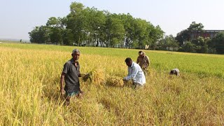 Bangladeshi Natural Village Life - Sylhet - Daily Village Life