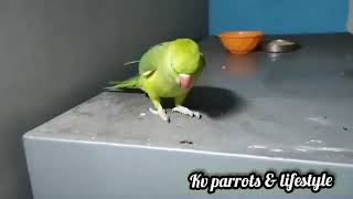 எங்க டிங்கு செல்லம் ரொம்ப கோவக்காரன் அவனை திட்டக்கூடாது 😂 || my talking parrot tinku kutty