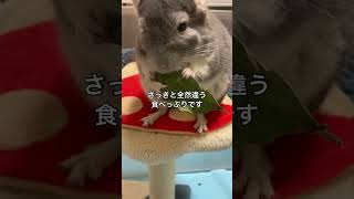 健康食シリーズ　珍味VS定番　やっぱりいつもの味が1番‼️なチンチラ＃chinchilla＃チンチラ＃shorts